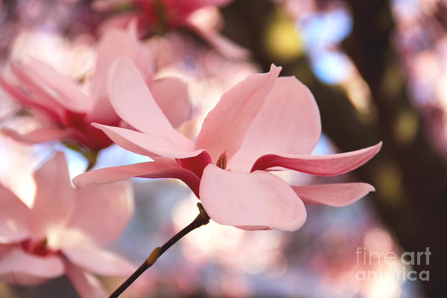 Magnolia Movie Photograph - Pink Magnolia by Amy Sorvillo