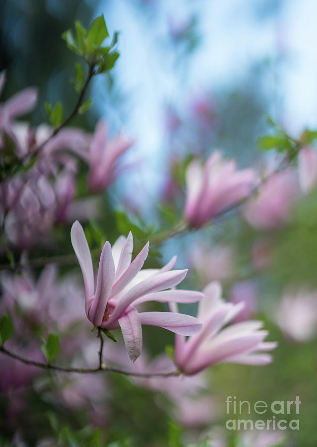 Pink Magnolia Blooms Peaceful Photograph by Mike Reid | Fine Art America