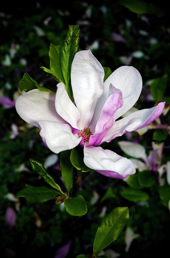 Pink Magnolia Blossom Photograph by Greg Reed