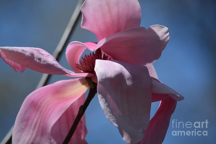 Pink Magnolia Closeup Photograph by Maria Urso