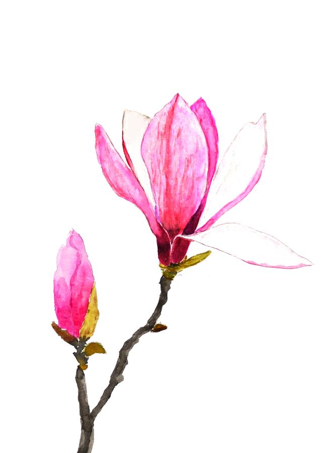 Pink Magnolia Painting by Color Color
