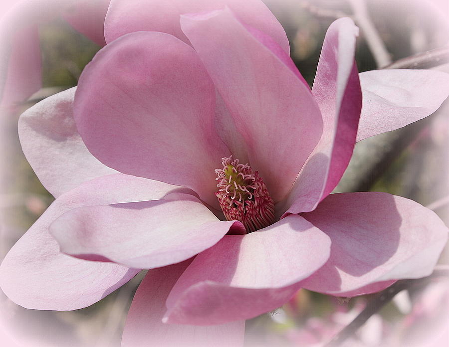 Pink Magnolia #1 Photograph by Dora Sofia Caputo