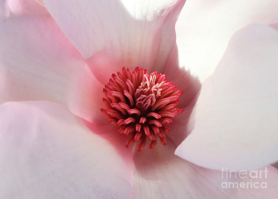 Pink Magnolia Embrace Photograph by Carol Groenen