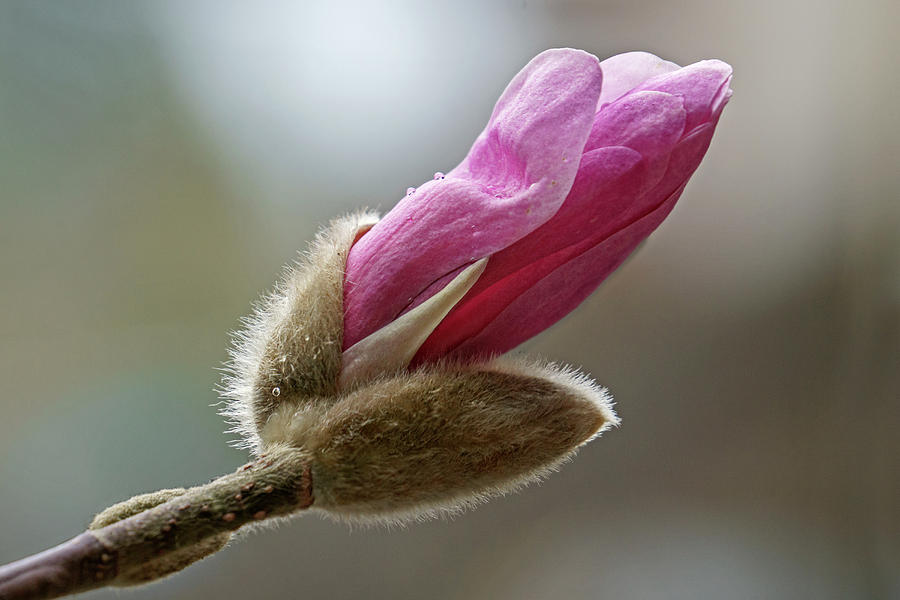 Pink Magnolia Flower Photograph by Inge Riis McDonald
