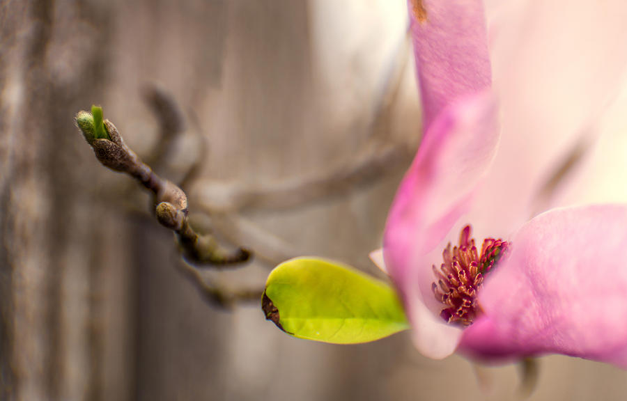 Pink Magnolia Flower Photograph by Micah Goff