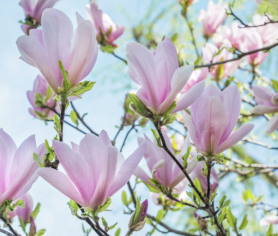 Pink Magnolia Flowers Photograph by Iris Richardson