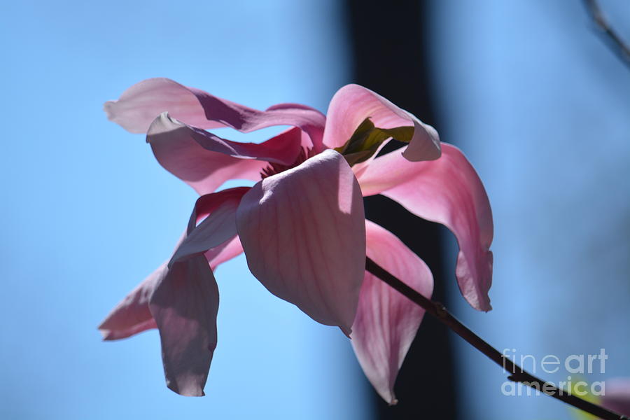 Pink Magnolia II Photograph by Maria Urso