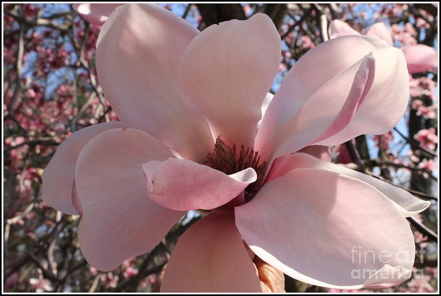 Pink Magnolia in Full Bloom Photograph by Dora Sofia Caputo