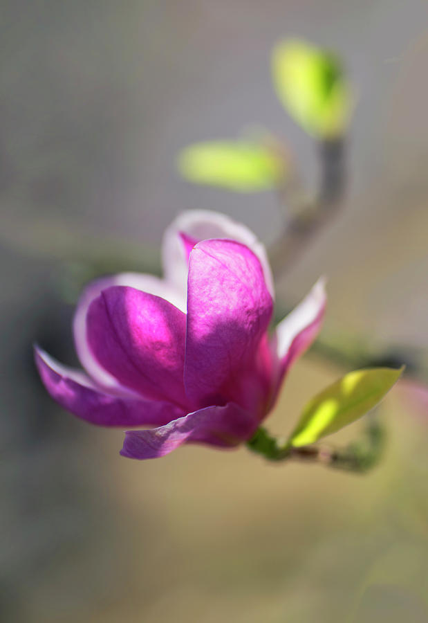 Pink magnolia in the sunlight Photograph by Jaroslaw Blaminsky