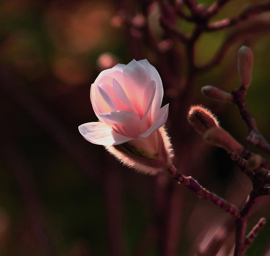 Pink Magnolia Photograph by Jeff Townsend