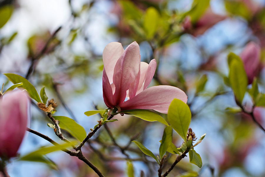 Pink Magnolia Photograph by Katherine White