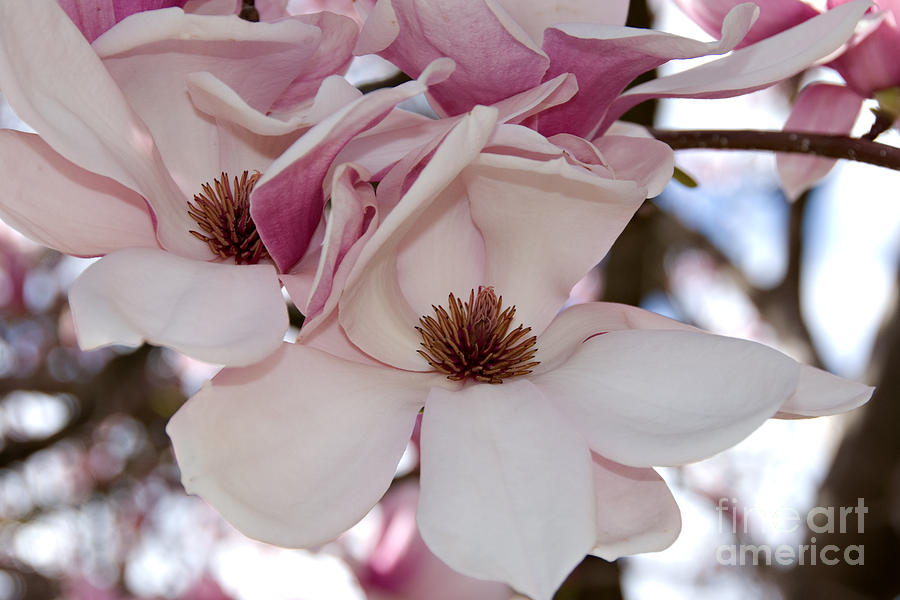 Pink Magnolia Photograph by Kathleen Gauthier