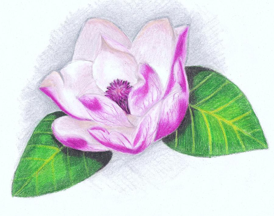 Pink Magnolia Drawing by Scarlett Royal