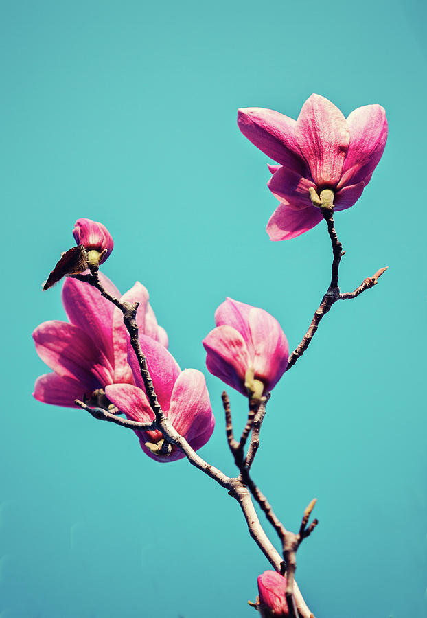 Magnolia Movie Photograph - Pink Magnolia  by Svetlana Yelkovan