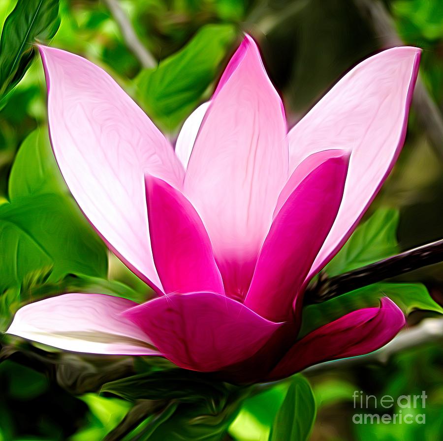 Magnolia Movie Photograph - Pink Magnolia Tree Blossom Energy Flow Effect by Rose Santuci-Sofranko