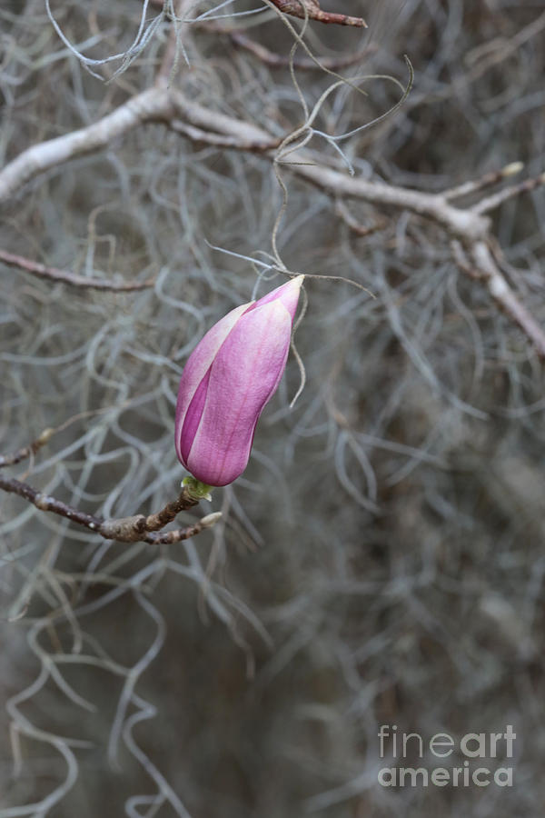 Pink Magnolia Waiting Photograph by Carol Groenen