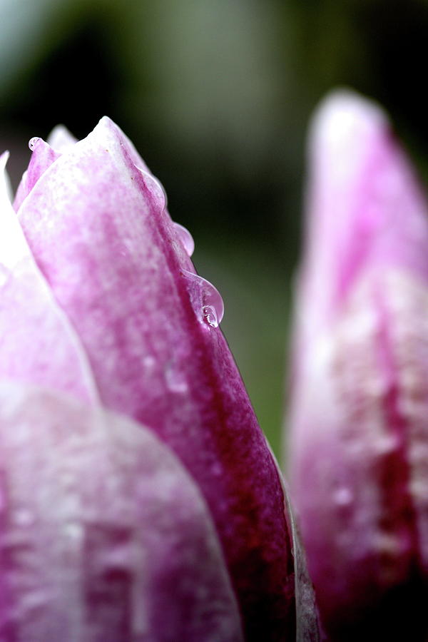 Pink Magnolia With Water Droplet . 7D5334 Photograph by Wingsdomain Art and Photography