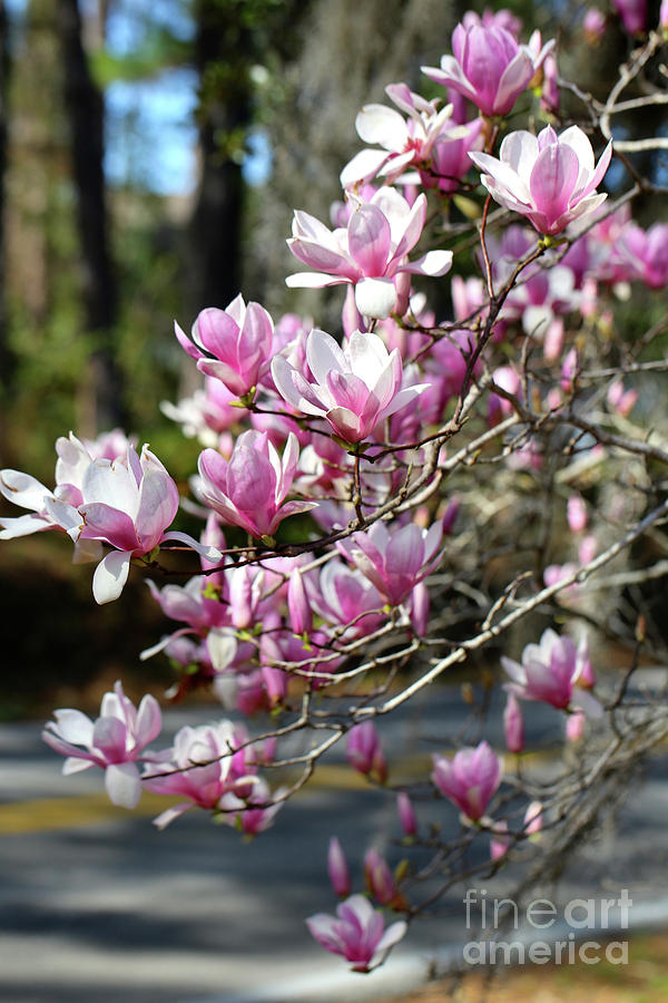 Magnolia Movie Photograph - Pink Magnolias by the Road by Carol Groenen