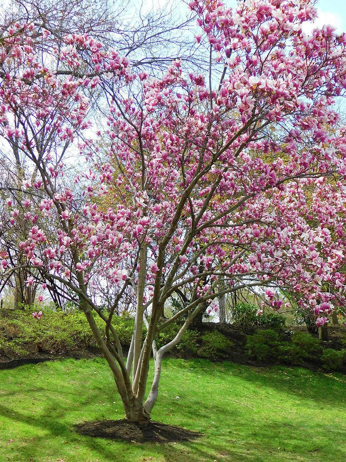 Pink Magnolias Photograph