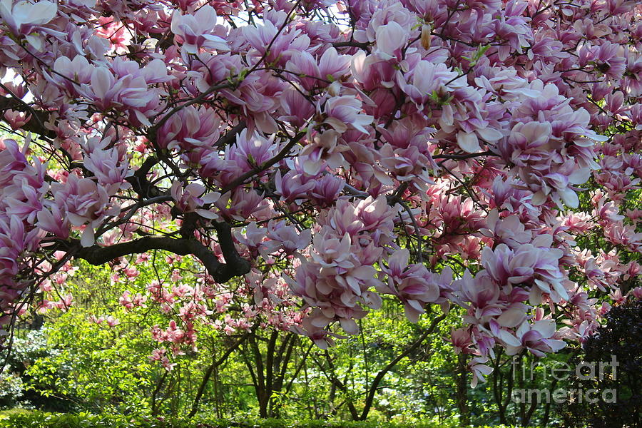 Pink Magnolias in Bloom- Central Park, NYC Photograph by Dora Sofia Caputo