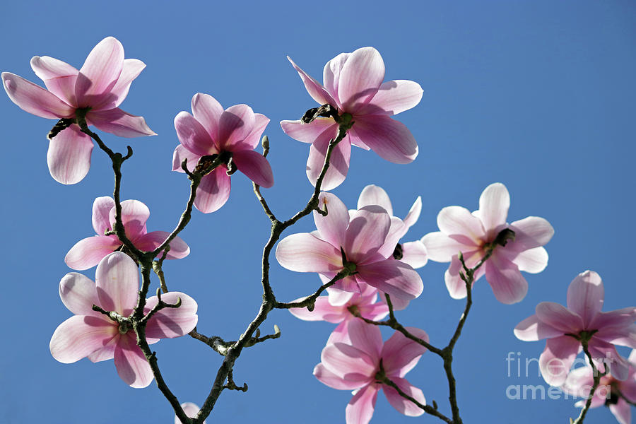 Pink Magnolias  Photograph by Julia Gavin