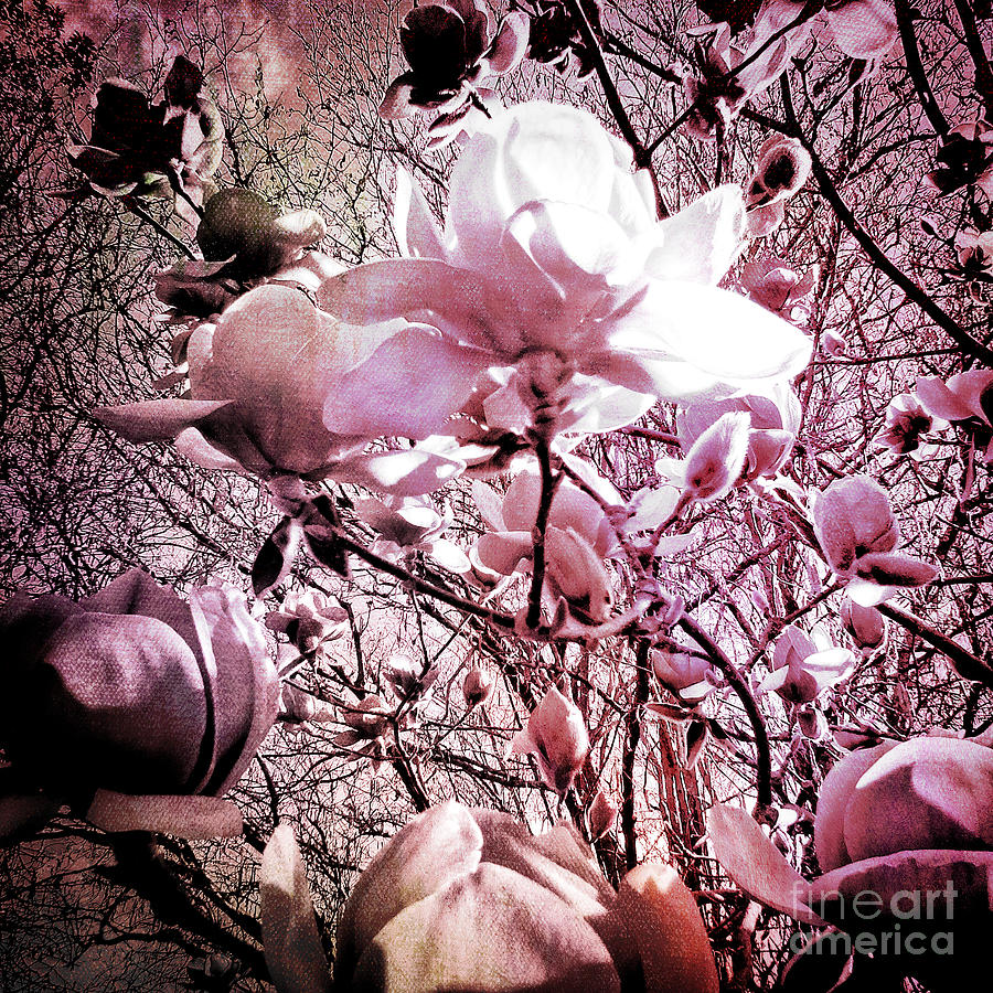 Pink Magnolias Photograph by Karen Lewis