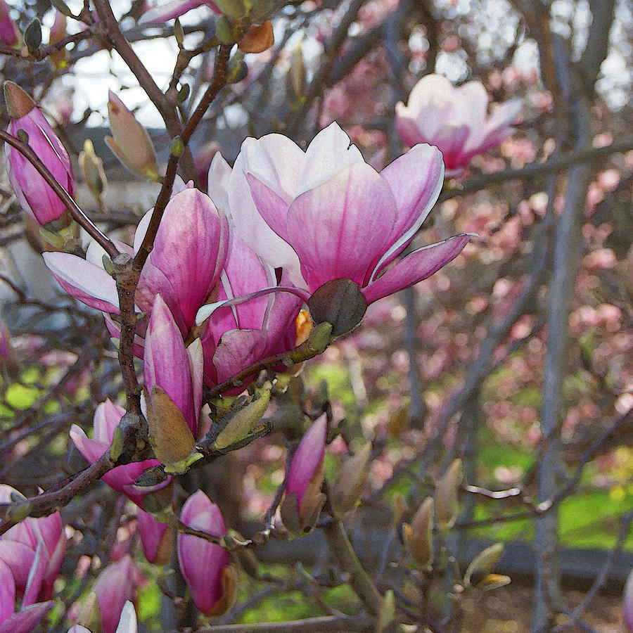 Pink Magnolias on Parade Photograph by Margie Avellino