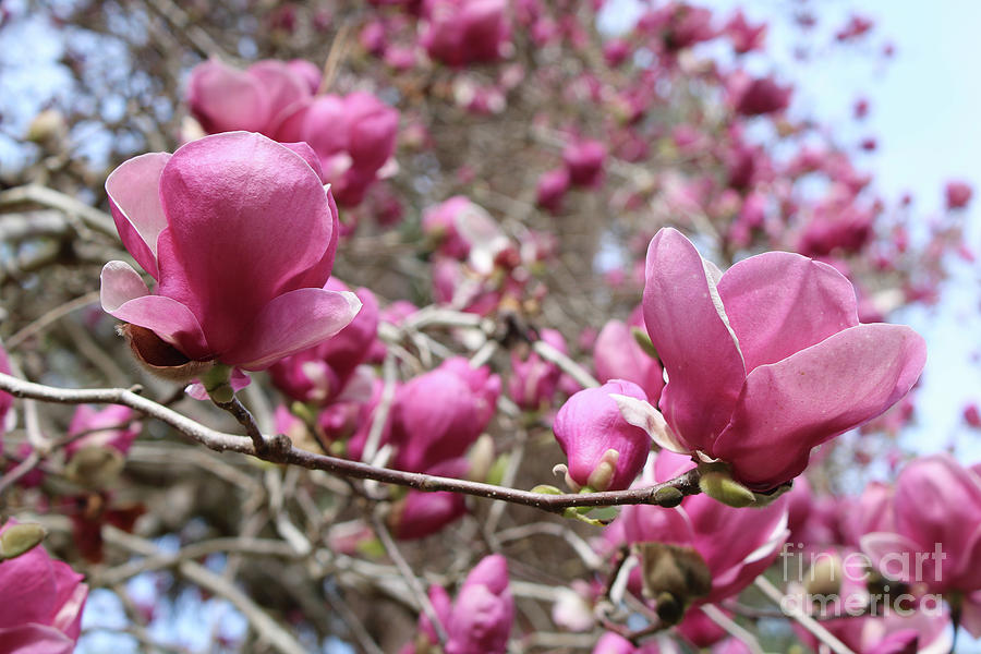Pink Magnolias Perspective Photograph by Carol Groenen