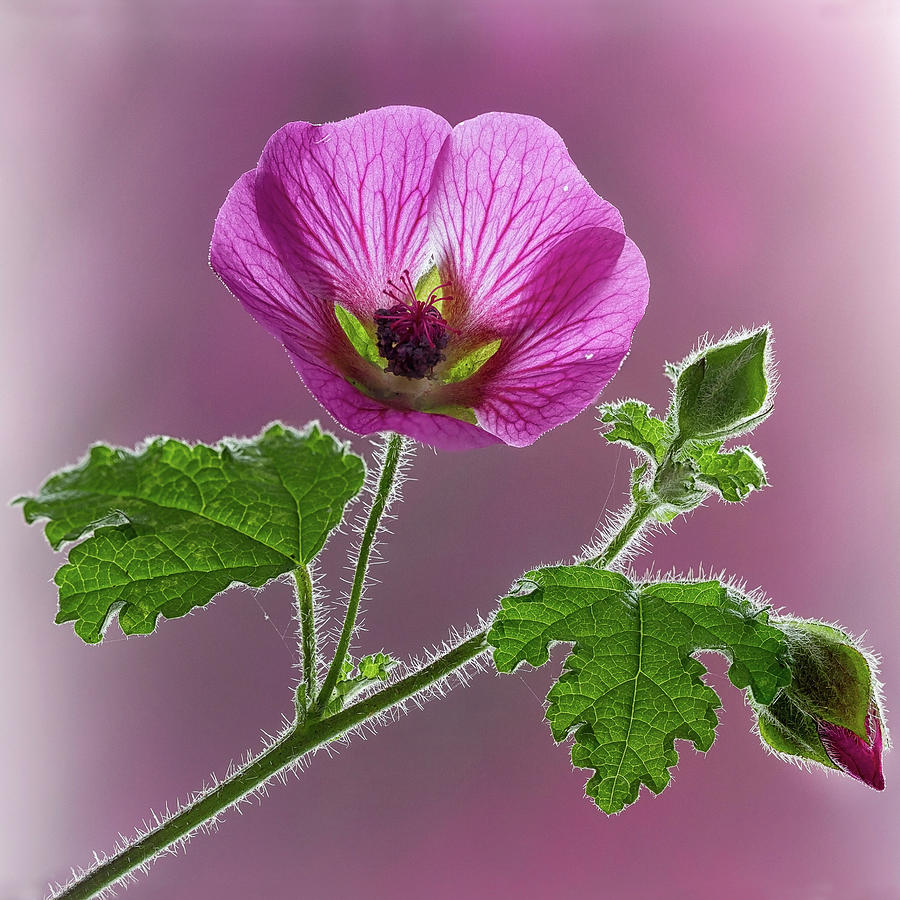 Pink Mallow Flower Photograph by Shirley Mitchell