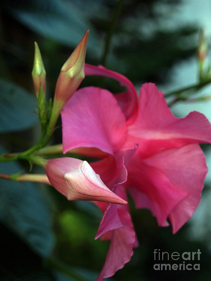 Pink Mandevilla Bud and Flower Photograph by Anna Lisa Yoder