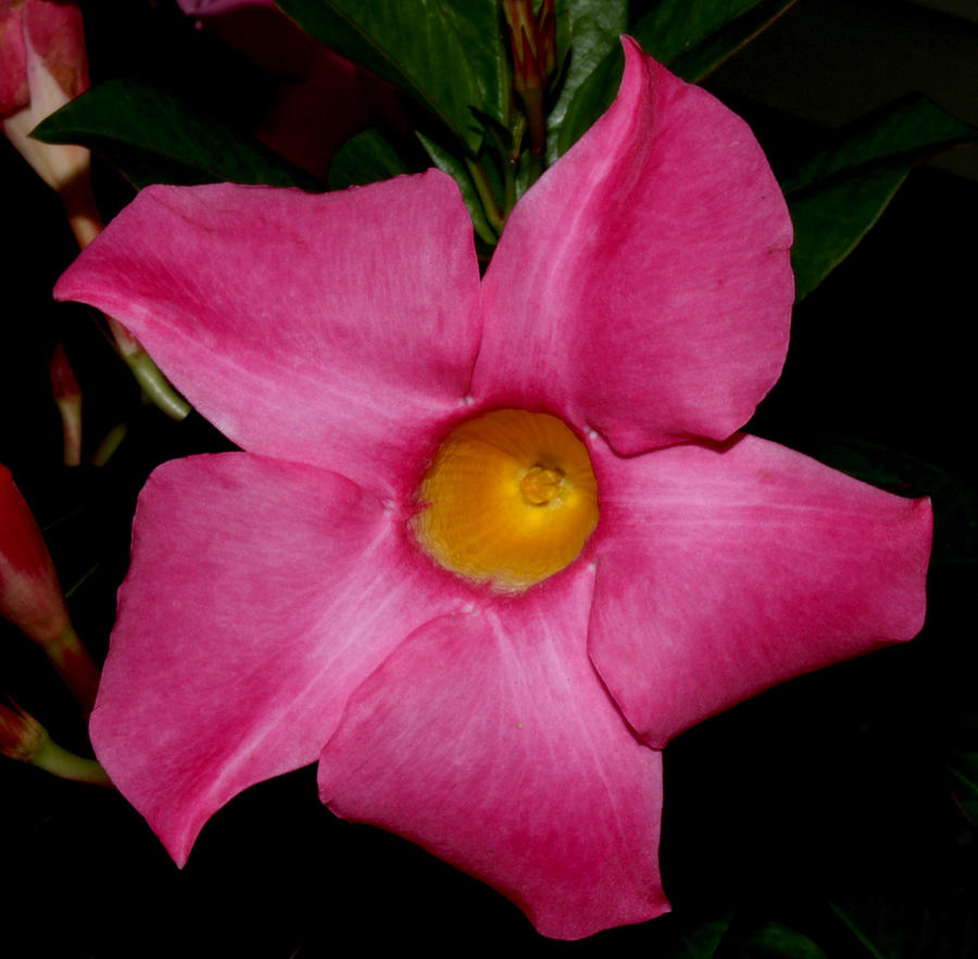 Pink Mandevilla by Robert Morin Pink Mandevilla by Robert Morin