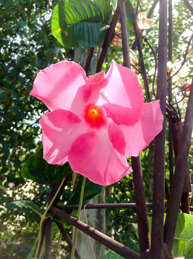 Flower Photograph - Pink Mandevilla Vine Flower by Cynthia Woods