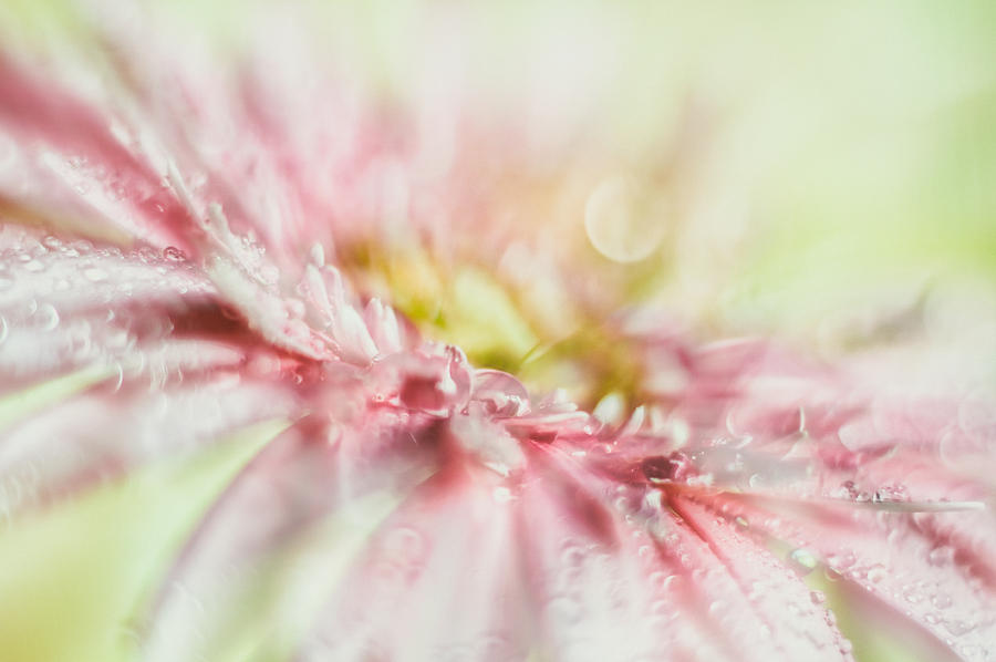 Daisy Photograph - Pink by Mark Johnson