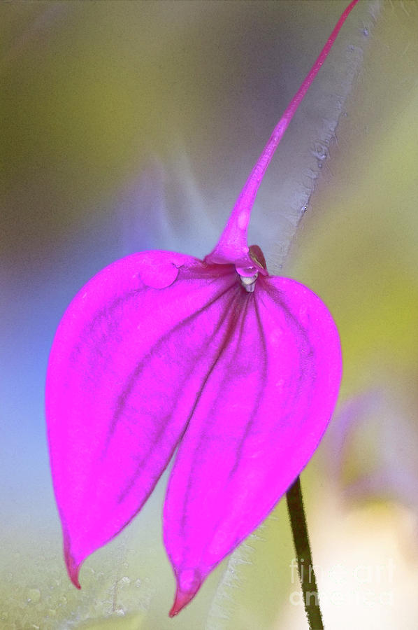 Pink Masdevallia Orchid Photograph by Heiko Koehrer-Wagner