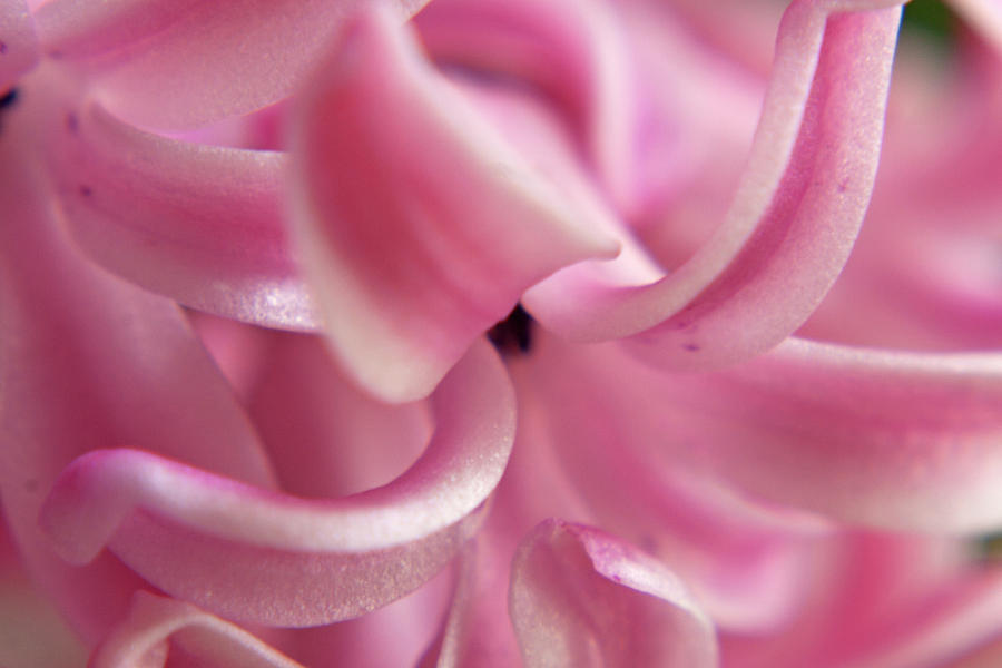 Flowers Still Life Photograph - Pink Medusa by Martin Valeriano