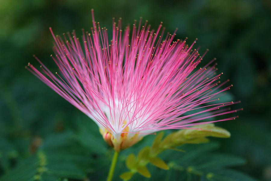 Pink Mimosa Photograph by Robert Wilder Jr