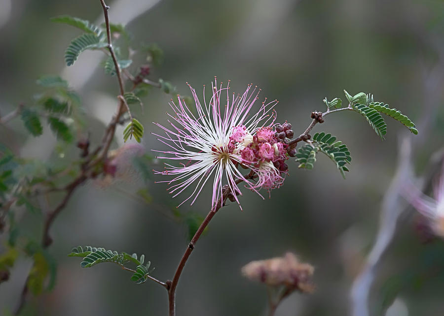 Flower Photograph - Pink Mimosa by Susan Rissi Tregoning