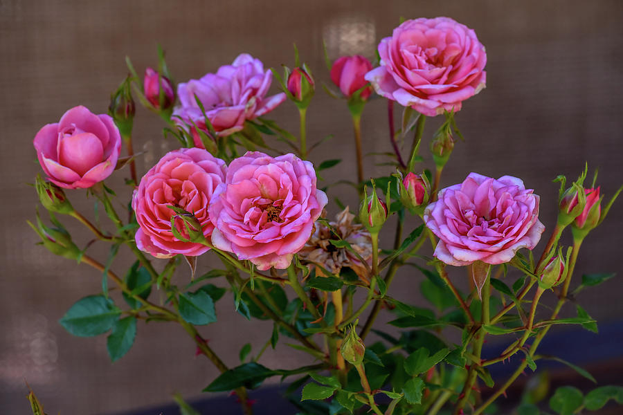 Pink Miniature Roses Photograph by Debra Martz