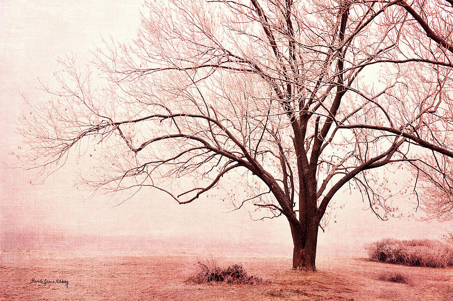 Pink Mist Photograph
