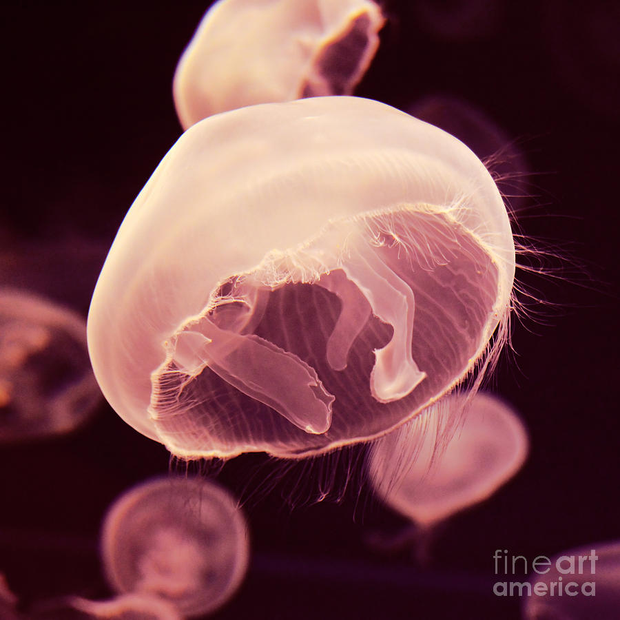 Pink Moon Jellyfish and Tentacles Square Format Photograph by Shawn OBrien