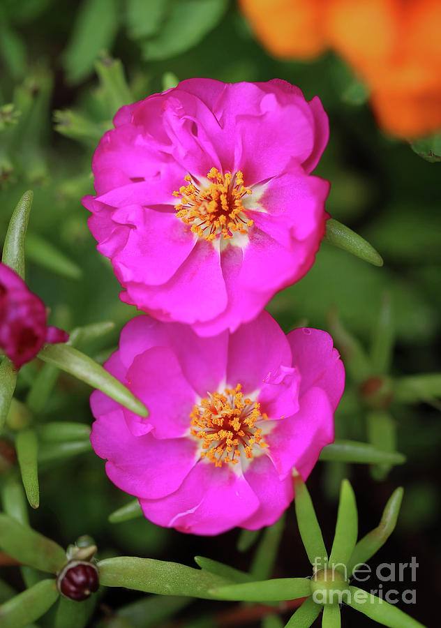 Pink Moss Roses Photograph by Karen Adams