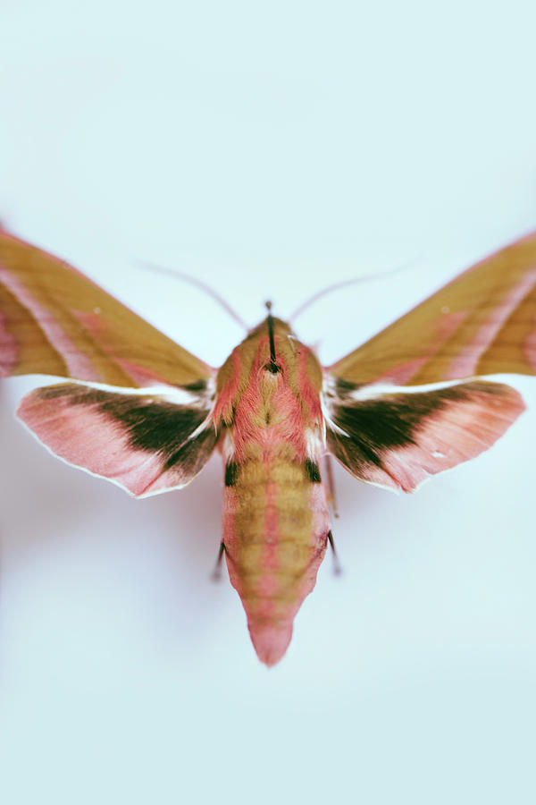 Pink moth Photograph by Art of Invi - Pixels