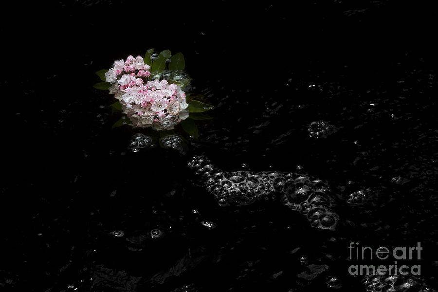Pink mountain laurel flower floating in river Photograph by Dan Friend