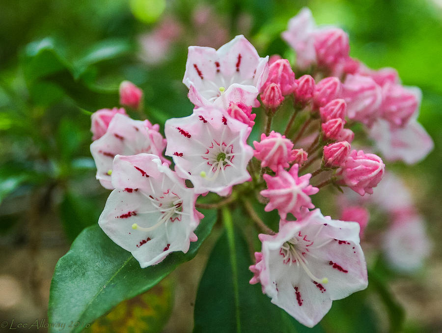 Pink Mountain Laurel Photograph By Lee Alloway - Fine Art America