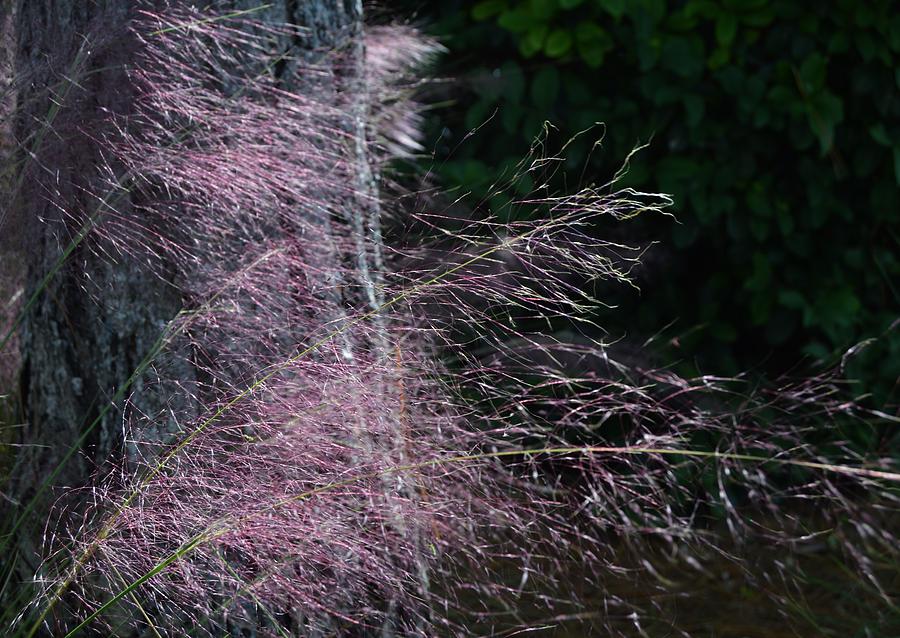 Pink Muchly Grass Photograph by Warren Thompson