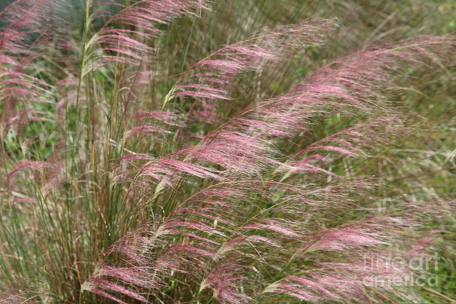 Pink Muhly Grass on the Beach Photograph by Carol Groenen