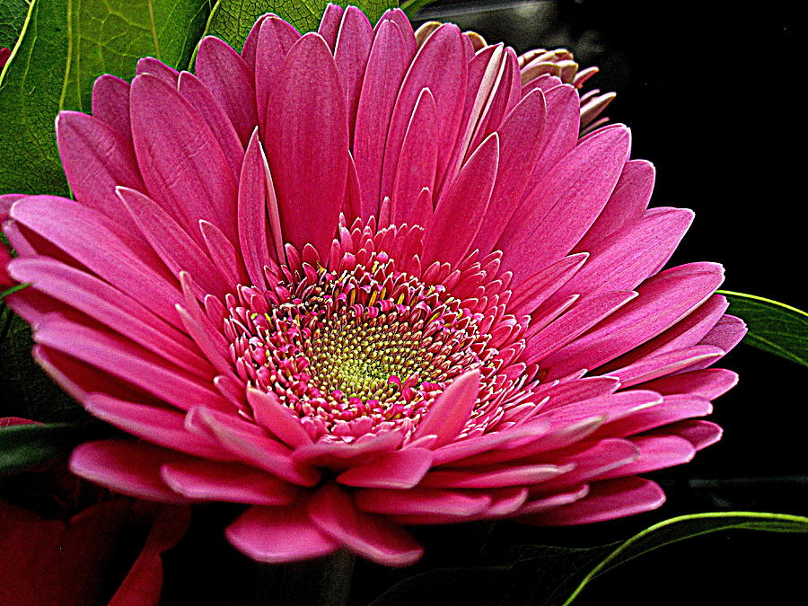 Flower Digital Art - Pink Mum by Bonita Brandt