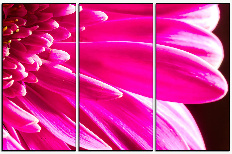 Pink Mum Flower Triptych Photograph by John Williams