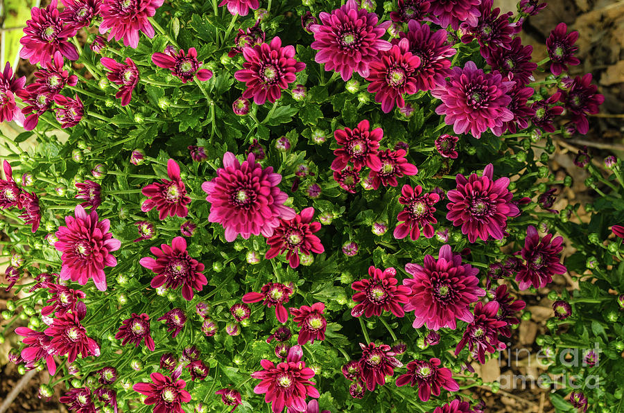 Pink Mums Photograph by Donna Brown
