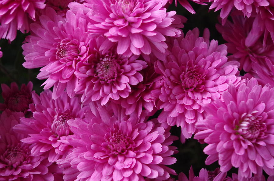 Pink Mums Photograph by Mary Courtney